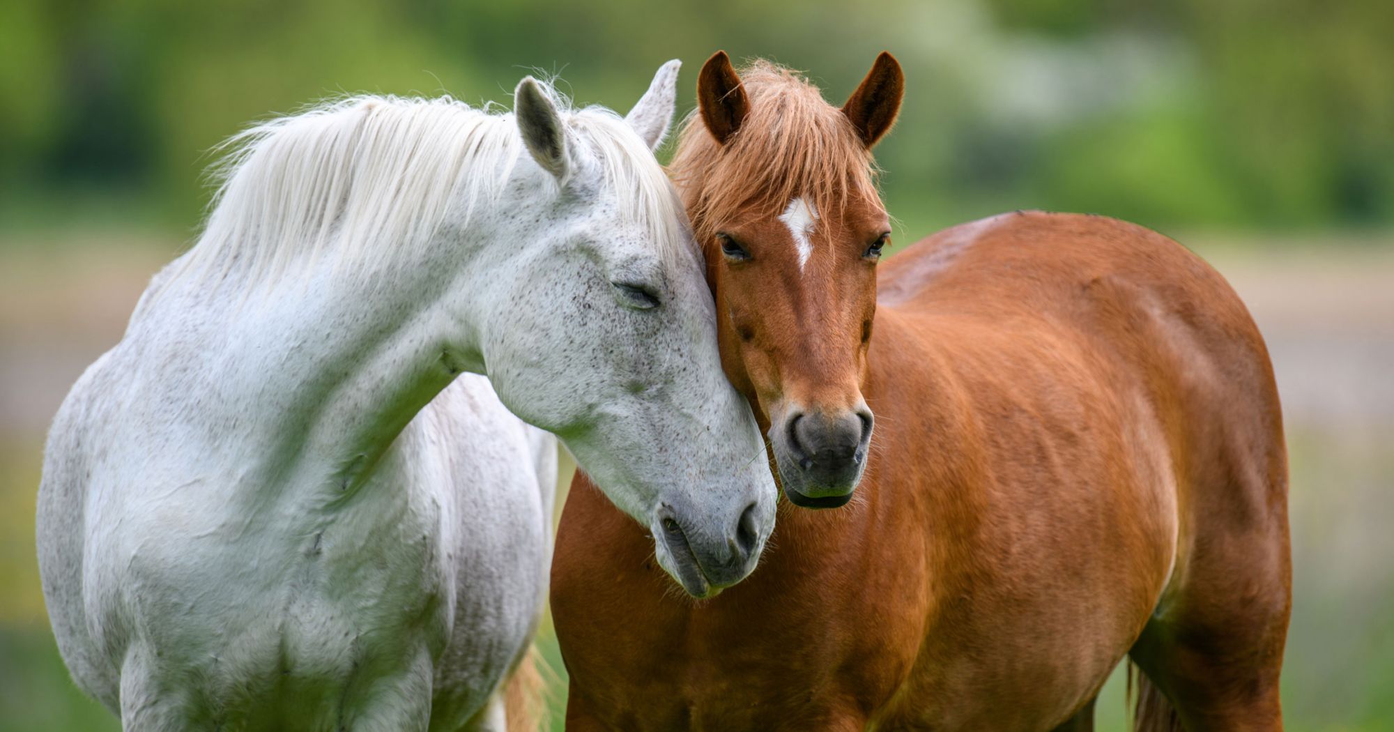 Thứ Hai này mang đến cho tuổi Ngọ một ngày tam hợp rực rỡ, công việc và cuộc sống đều diễn ra thuận lợi